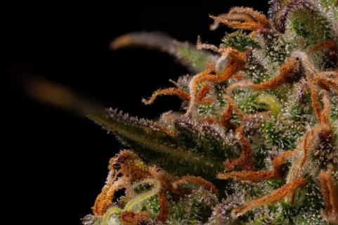 Terp & Tonic Auto - картинка 6