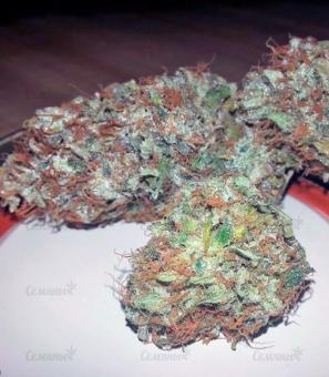 American Pie - картинка 5