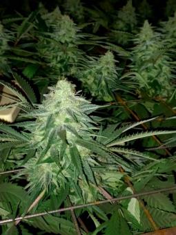 Auto Shkiper Kush - картинка 3