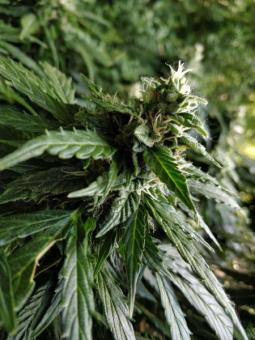 Pandora Auto - картинка 2