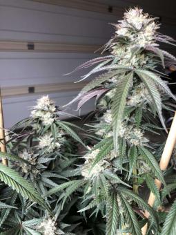 Sensi Star - картинка 5