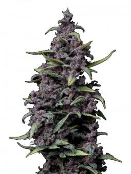 LSD-25 Auto - картинка 1