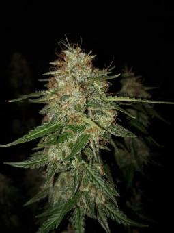 Buddha Syrup Auto - картинка 3