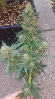 Alpujarreña - картинка 3