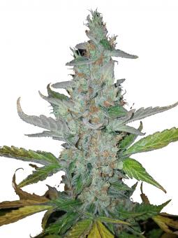 Auto Candy Bubatz XL - картинка 1