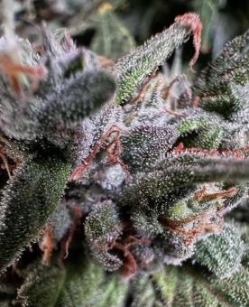 CBD Auto 1:1 (CBD Crack) - картинка 7