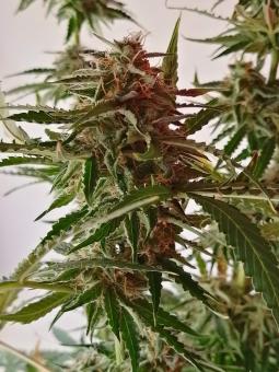 Auto Lennon - картинка 4