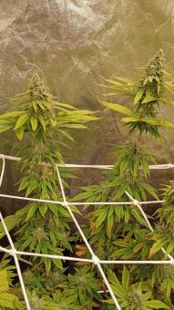 Crystal White Kush - картинка 3