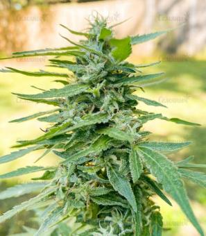 Master Kush Auto - картинка 3