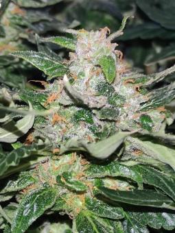 Auto White Devotchka genetics - картинка 4