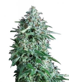 Auto Anubis - картинка 1