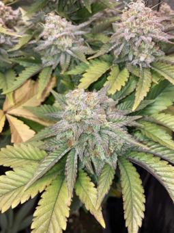 Gorila - картинка 4