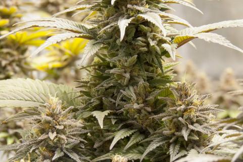 Purple Urkle - картинка 4