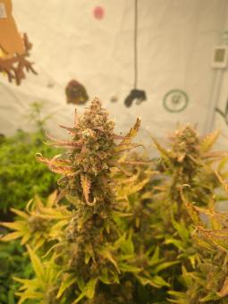 Guava Auto - картинка 3