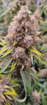 Auto Diesel genetics - картинка 6