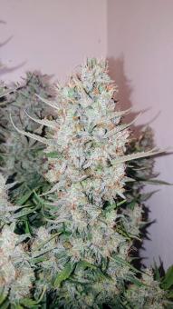 Apple Strudel Auto - картинка 3