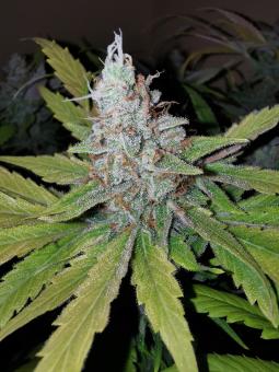 Bubba Slush - картинка 4