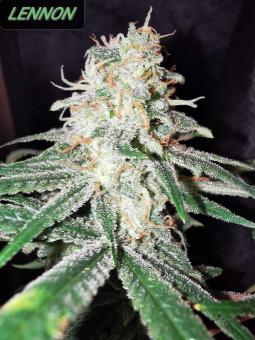 Lennon - картинка 2