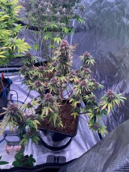 Fastberry Auto - картинка 4