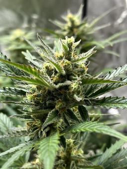 Cream Cookies Auto - картинка 4