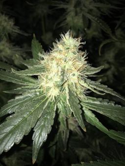 Anubis - картинка 2