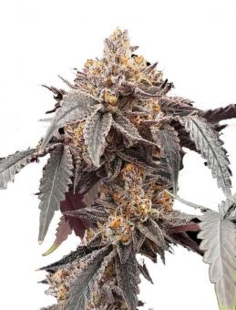 Guava x Gelato 41 Auto - картинка 1