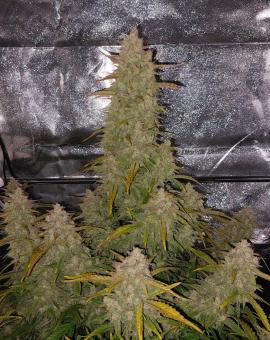 Sour Jealousy Auto - картинка 3