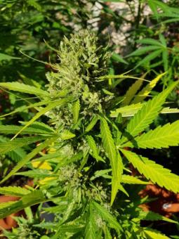 Kalashnikova Auto - картинка 2