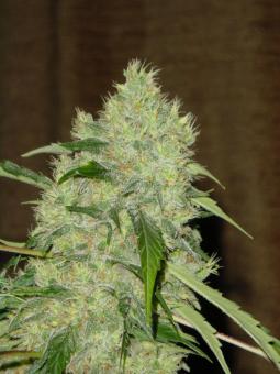 Bubble Gum - картинка 2