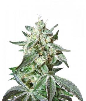 Black Jack - картинка 6