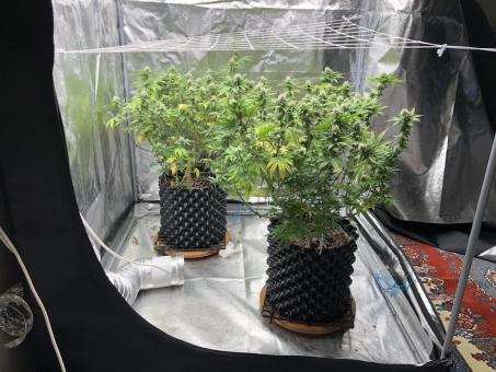 The Palmar Auto - картинка 3