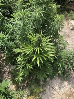 Auto Wappa - картинка 5