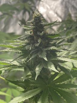 Descojack - картинка 2