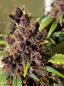 Fastberry Auto - картинка 4