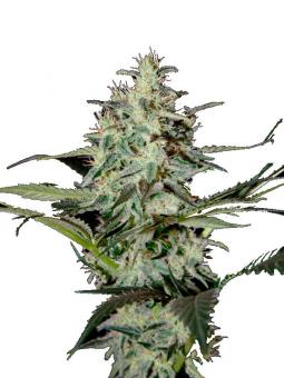 Super Lemon Haze Auto - картинка 1