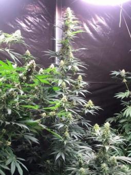 Lemonade Krush genetics - картинка 2