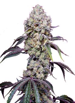 Sweet Mandarine Zkittlez F1 Fast Version - картинка 6