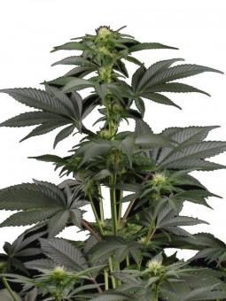 Mendocino Skunk - картинка 1