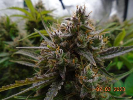 Banana Blaze - картинка 4