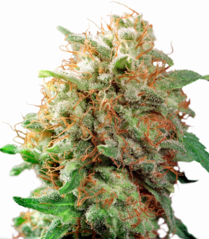 Mazar - картинка 1