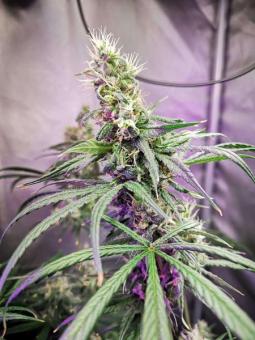 Quasar - картинка 2