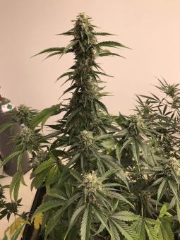 Big Yeti - картинка 3