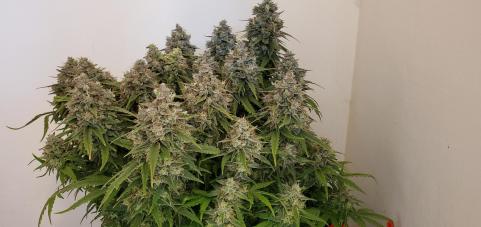 Californian Snow Auto - картинка 2