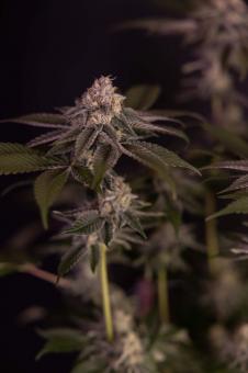 Milky Dreams - картинка 1