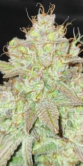 Sunset Sherbet - картинка 4