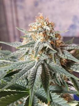 Critical Orange Punch - картинка 8