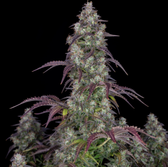 Lemon Pie Auto - картинка 7