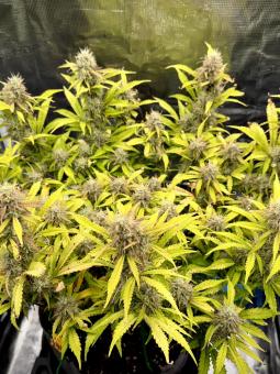 Auto Cookies USA - картинка 2