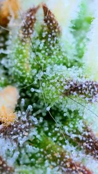 Auto Northern Lights - картинка 9