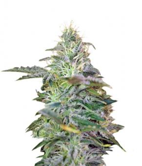 Sweet Cheese Auto - картинка 1